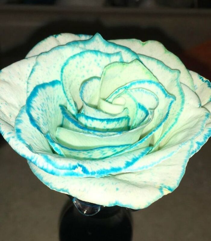 A beautiful white rose with vibrant blue edges on its petals captured in interesting photos