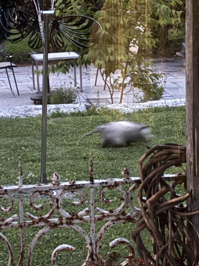 Blurred wildlife photo of a small animal running across a garden with metal fence