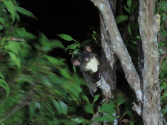 Nighttime wildlife photo of a small animal peeking from tree branches