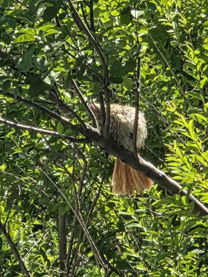 Wildlife photo of a bird perched in dense green tree foliage