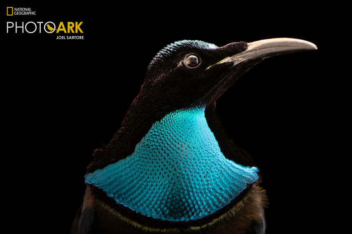 The Magnificent Riflebird (Ptiloris Magnificus)