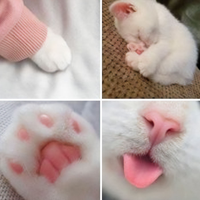 A collage of four close-up wholesome animal photos showing a white cat's paw, sleeping face, paw pads, and tongue.