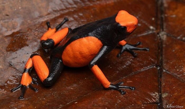 Lehmann’s Poison Frog