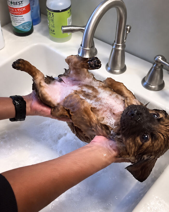 A small puppy being gently held and bathed in a sink, looking up with wide eyes during bath time.