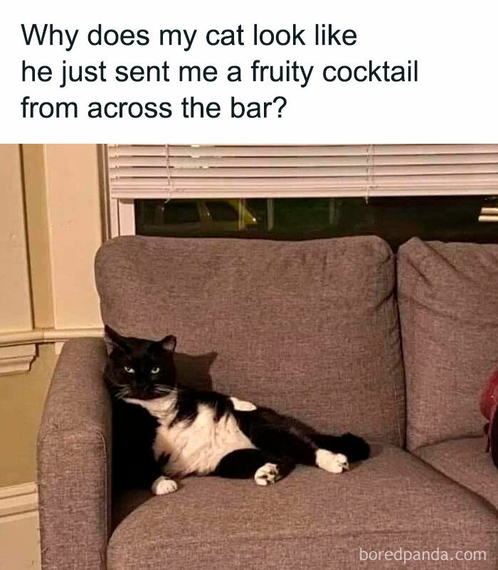 Amusing animal meme with a black and white cat lounging on a couch, looking like it just sent a fruity cocktail.