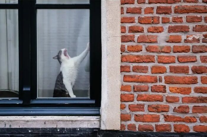 Jeffrey De Keyser's street photography highlights a cat yawning widely through a window next to a brick wall.