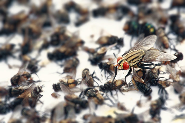 A close-up of a housefly among many d**d flies on a sticky trap, symbolizing a landlord's pest control tenant nightmare.