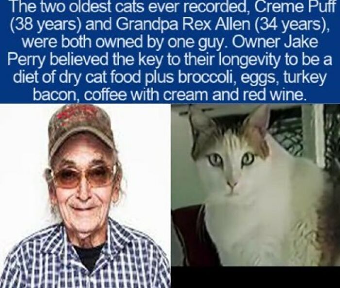 Interesting facts trivia about Creme Puff the oldest cat ever recorded and his owner Jake Perry.