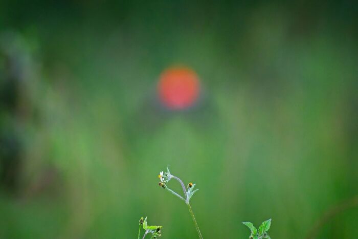 Close-up of wildflower with blurred background and orange light spot