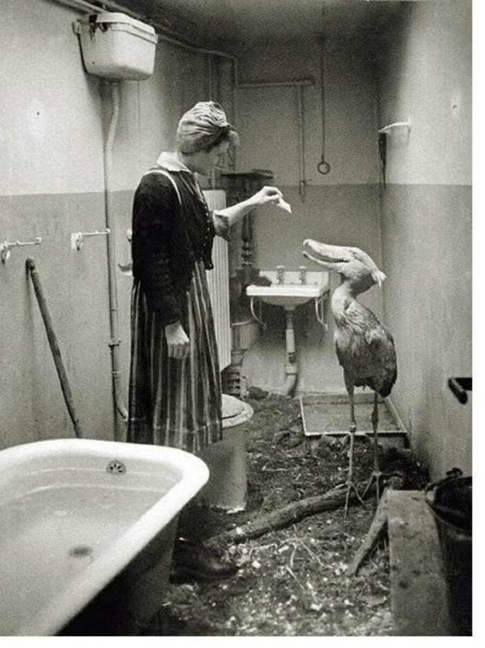 An old photo of a woman feeding a shoebill stork inside a bathroom, showing unusual animals from the past.