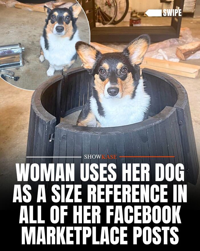 Wholesome stories: A cute corgi sits inside a wooden tub for size reference.