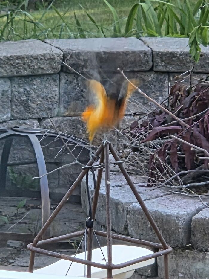 Blurry wildlife photo of an orange bird landing on a garden structure