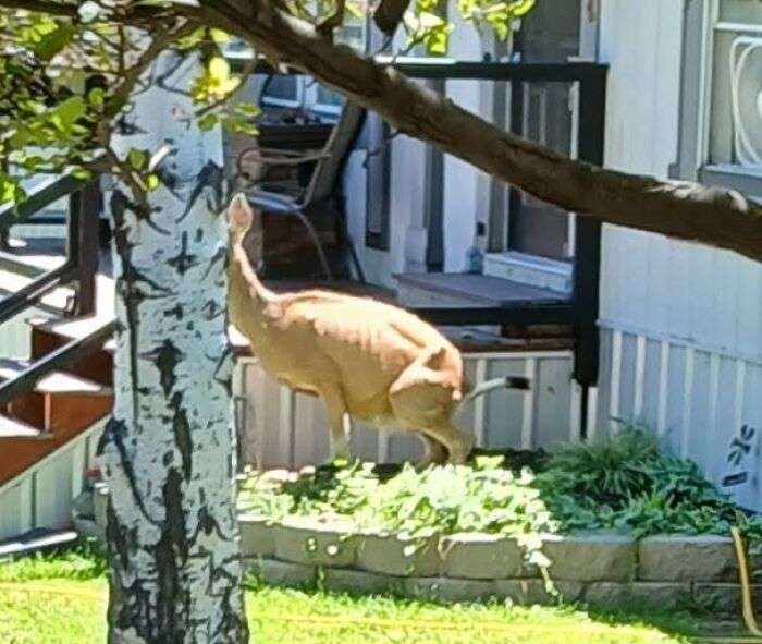 Wildlife photo of deer standing near house in sunny yard