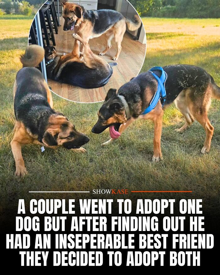 Two inseparable dogs adopted together from a shelter, showing a wholesome story of friendship.