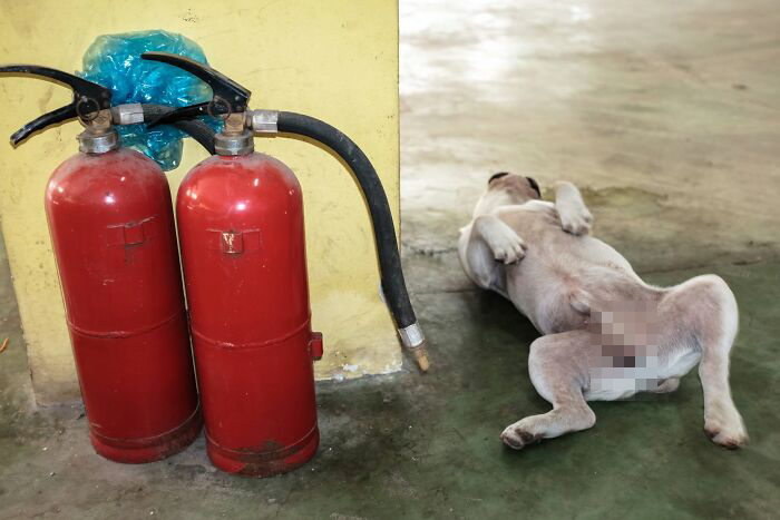 Jeffrey De Keyser's street photography captures a dog lying on its back next to two red fire extinguishers.