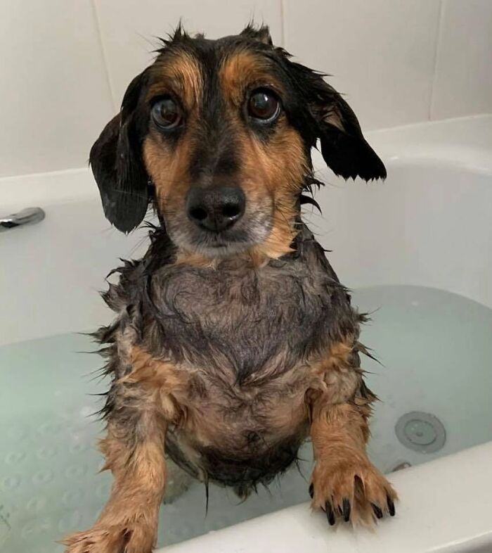 A wet, sad-looking dog standing in a bathtub after a bath, showing its displeasure.