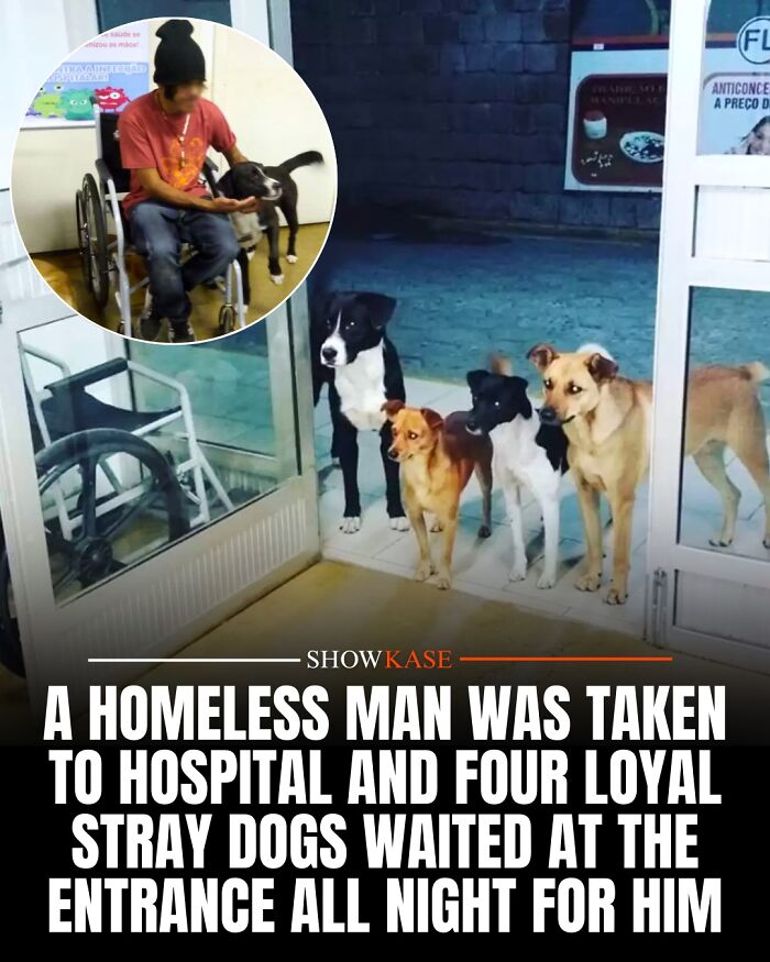 Four loyal stray dogs wait outside a hospital for a homeless man, a truly wholesome story