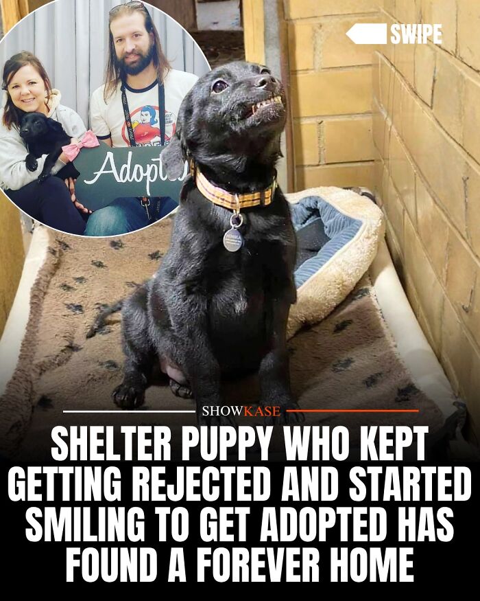 A smiling black puppy in a shelter who was finally adopted, showing wholesome stories of animals