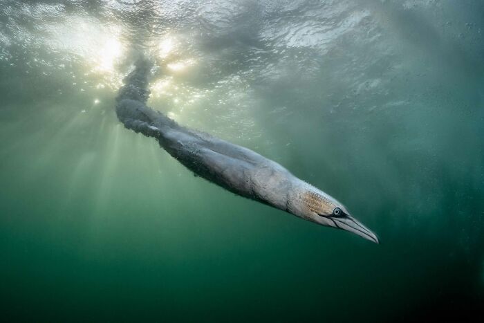 Adult Overall Winner; Gold, Birds In The Environment: Sunball Rocket By Henley Spiers