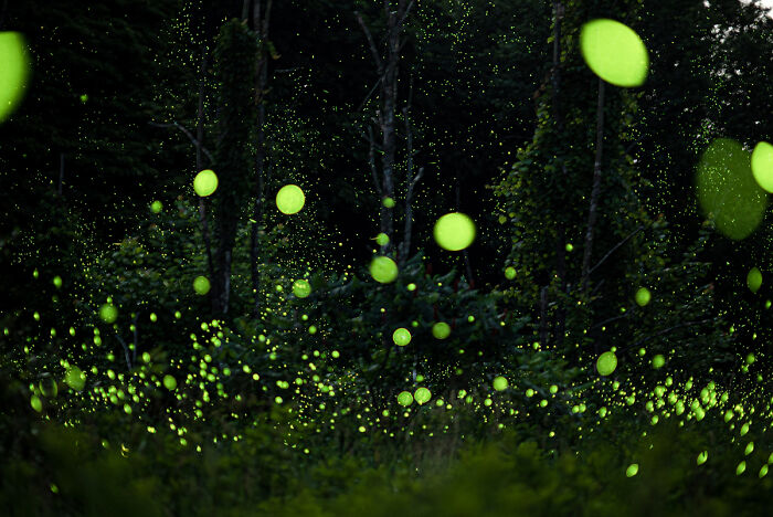 From The Series 'Fireflies!' By Shawn Rosinski