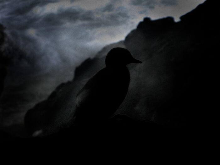 Watcher In The Mist From The Series 'On The Edge Of Darkness' By Rivka Katvan