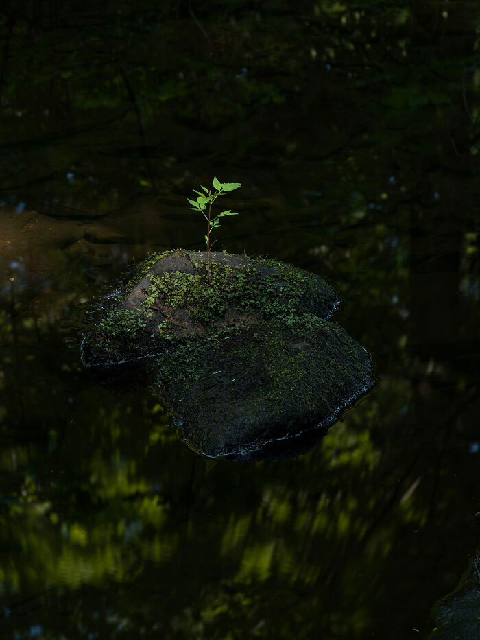 Elements Of Life By James Krajicek