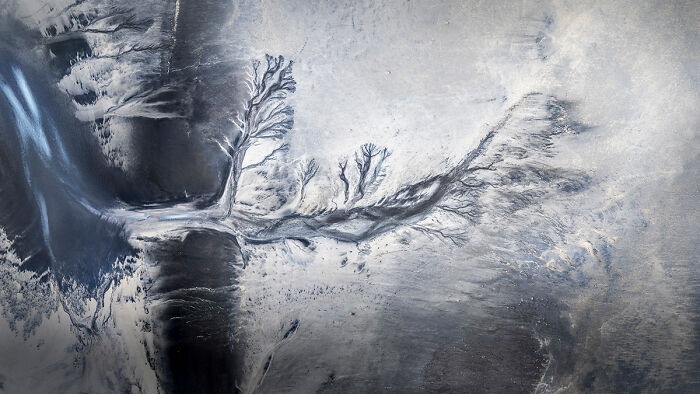 Branching Out From The Series 'Natures Traces' By Ciaran Willmore