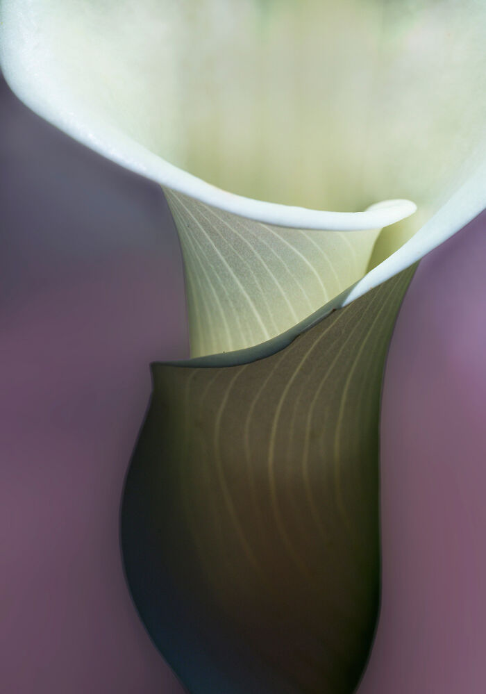Vase From The Series 'Nature In Color' By Beamie Young