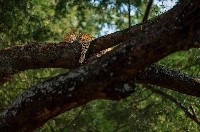 Dreaming From The Series 'A Day In The Life Of A Leopard Cub' By Turgay Uzer
