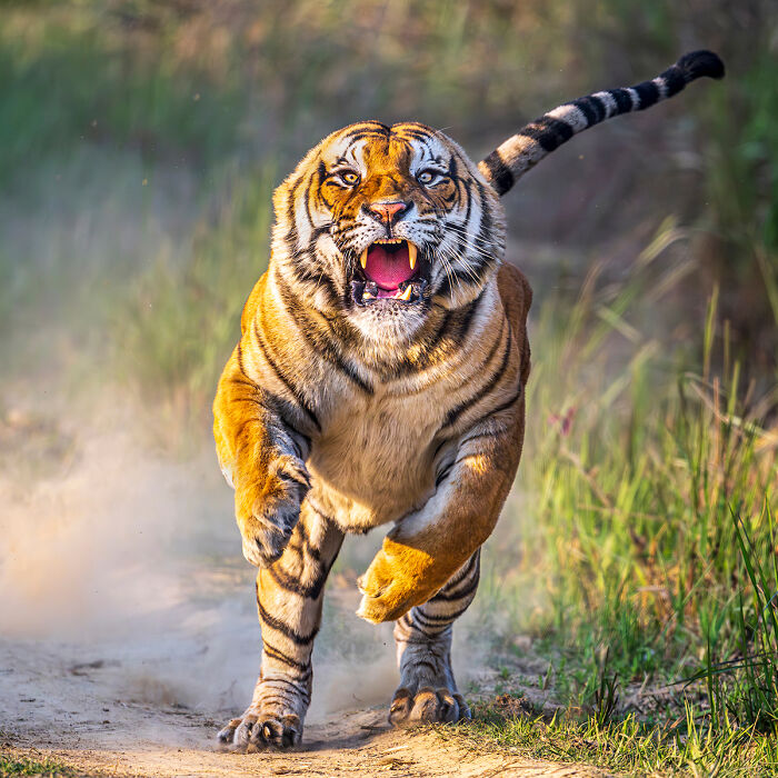 The Pilibhit Charger By Anuj Rawla