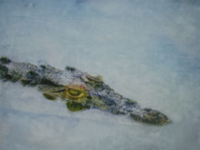 Krokodil From The Series 'What Remains' By Thaddäus Biberauer