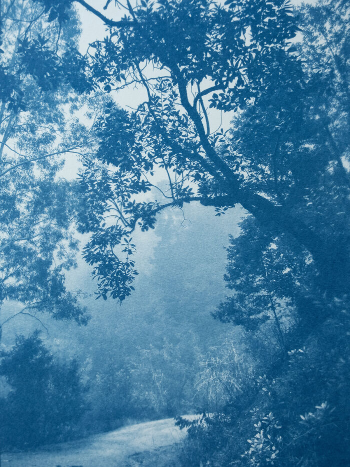 Madrone Tree From The Series 'And The Sun Will Rise' By Christine So