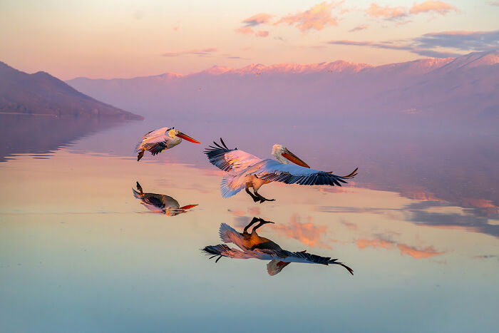 Passage From The Series 'Pelicans Of Kerkini' By Seppo Tuomaala