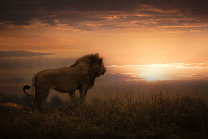 Beautiful wildlife photography by Björn Persson of a lion looking over a vast landscape at sunset.