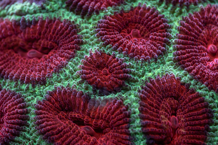 Vibrant red and green coral reef showcasing animal conservation in zoos. A winning photo from a photo competition.