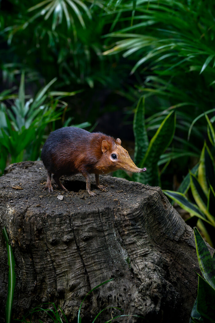 Small shrew-like mammal with a long snout on a tree stump, highlighting animal conservation in zoos.