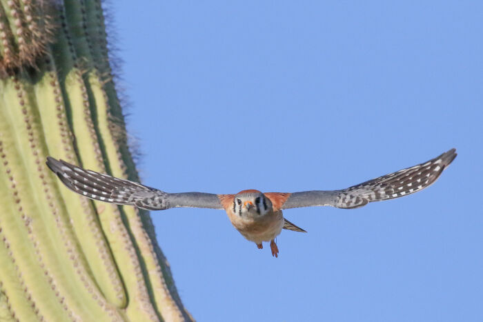 American Kestrel By Alexandra Buxbaum