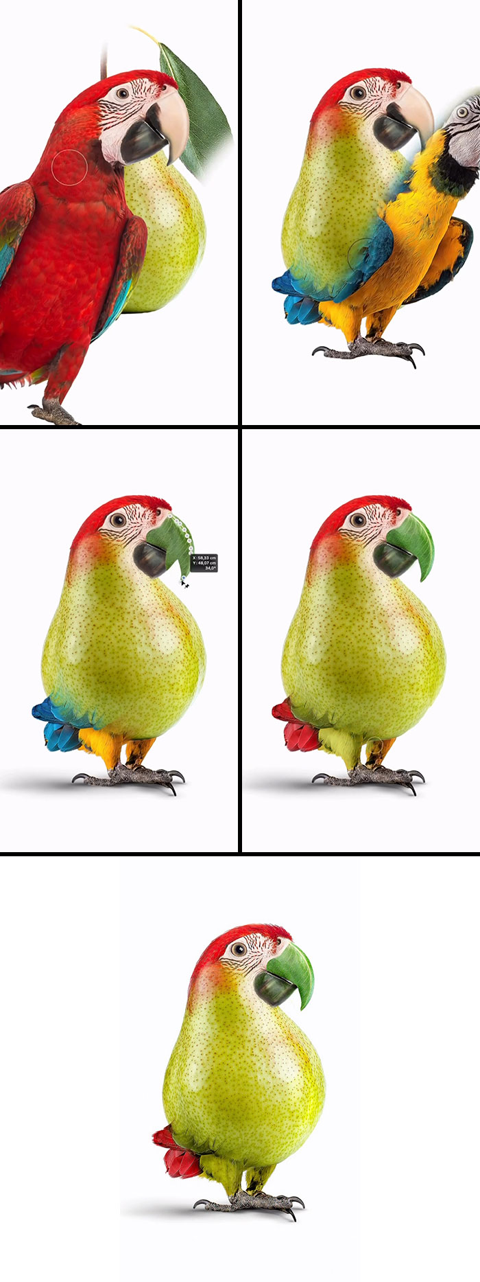 A sequence showing the creation of an absurd animal hybrid: a parrot with a pear-shaped body.