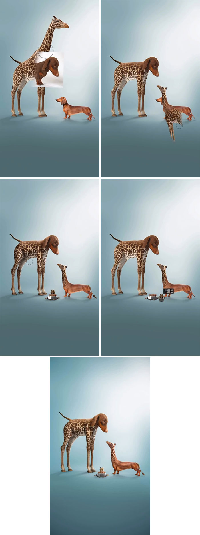 A sequence showing the creation of an absurd animal hybrid: a giraffe-dachshund hybrid with giraffe spots.