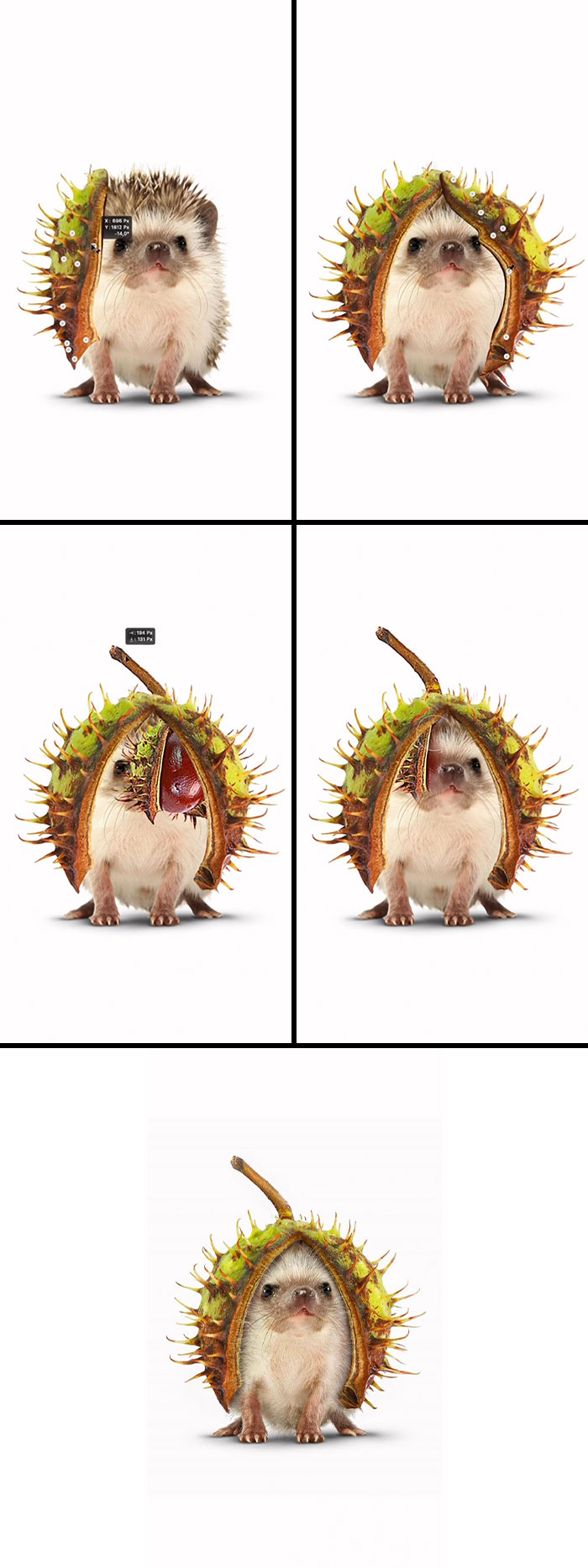 Absurd animal hybrids: A hedgehog inside a chestnut.