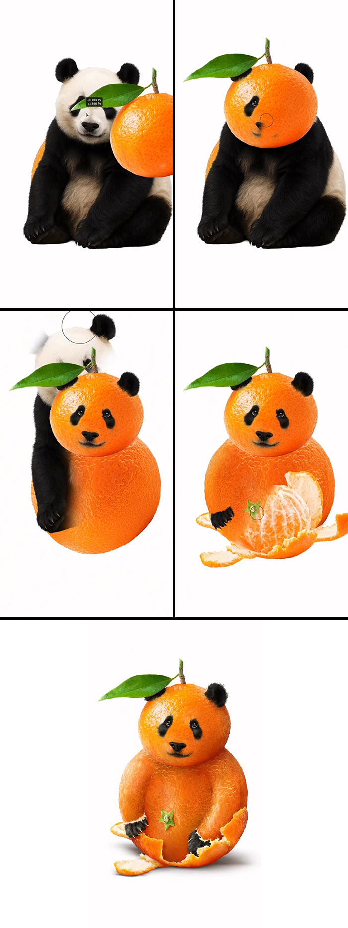Absurd animal hybrids: A panda made from an orange.