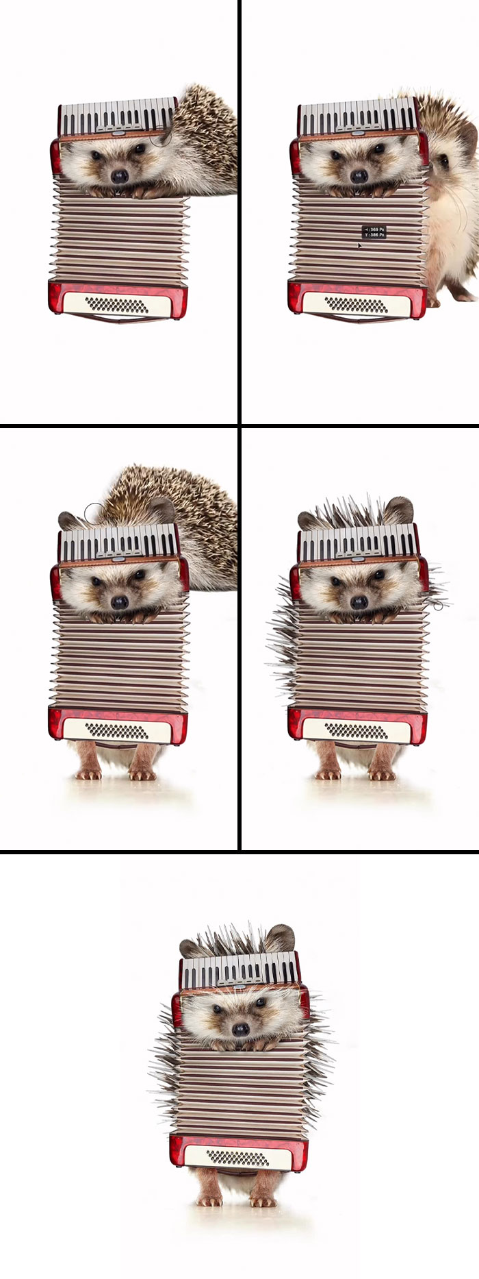 Absurd animal hybrids: A hedgehog-accordion hybrid, with a hedgehog peeking from an accordion's bellows, showcasing artistic ingenuity.
