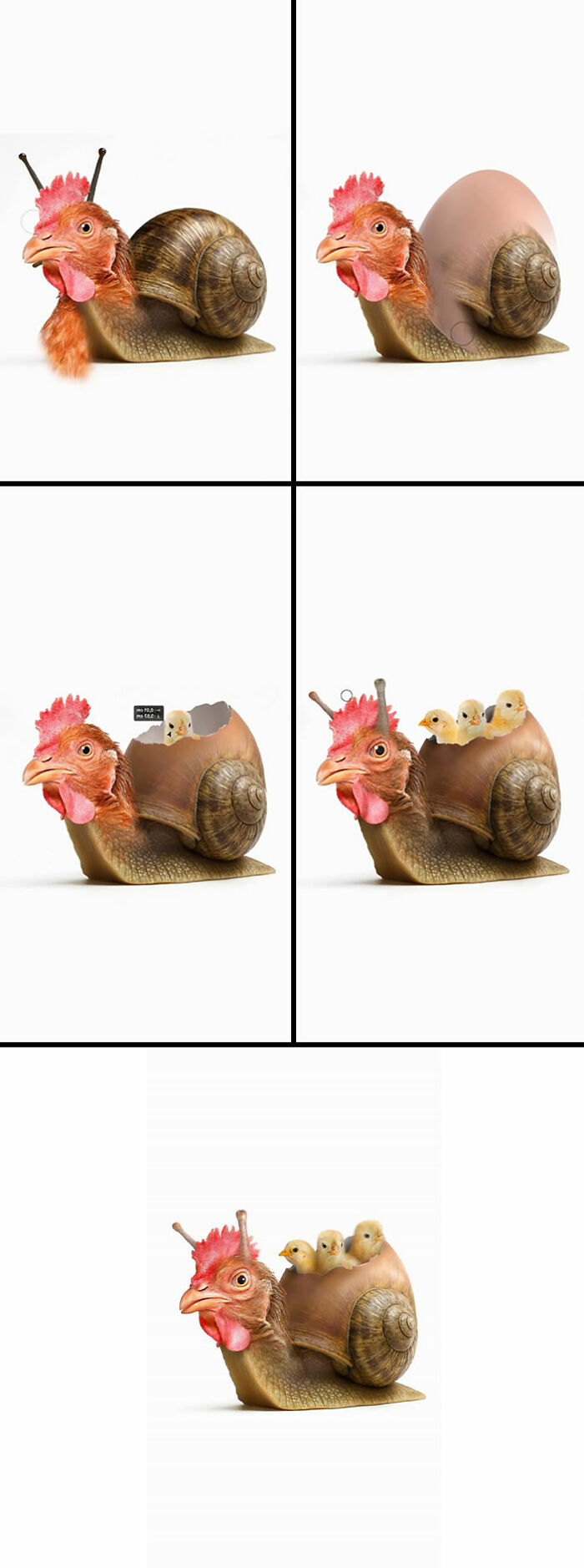 Absurd animal hybrids: A snail-chicken hybrid, featuring a chicken's head and tiny chicks riding on a snail's shell.