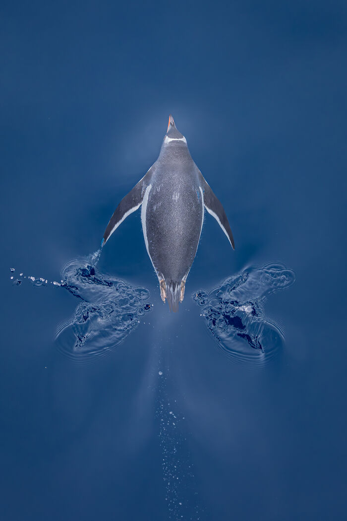 A penguin diving into deep blue water from above, an Audubon Photography Awards winner.