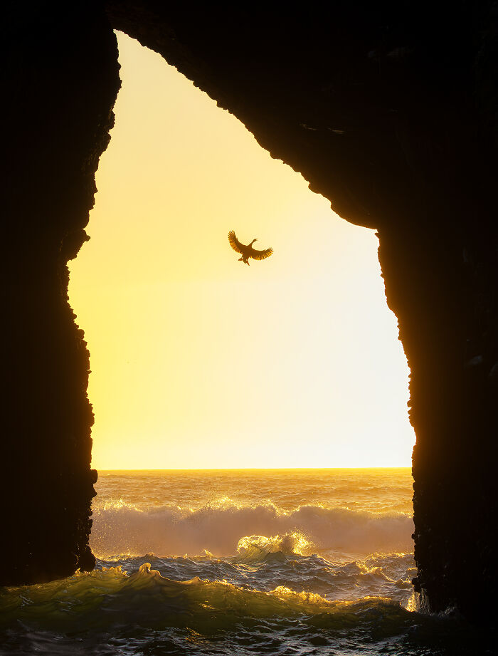 A bird soaring through a rock archway over a wavy ocean at sunset, an Audubon Photography Awards winner.