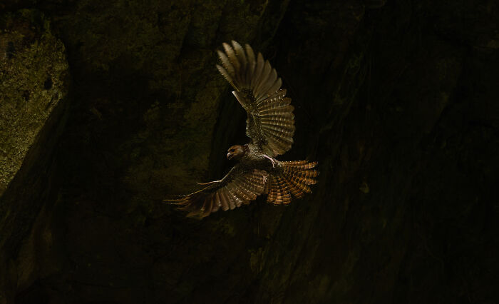 Bird with broad wings spread in flight against a dark, rocky background, a winning image from the Audubon Photography Awards.