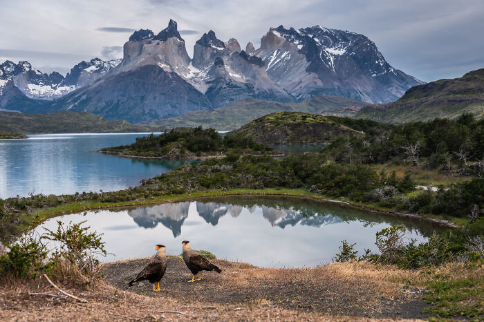 Two birds standing by a serene lake with majestic mountains reflecting in the water, an Audubon Photography Awards winner.