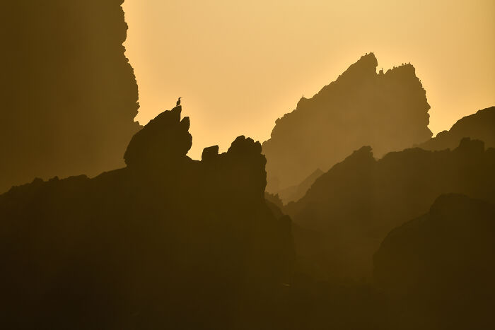 Audubon Photography Awards winner: a bird silhouetted against a golden sky on a rocky cliff, capturing nature's beauty.