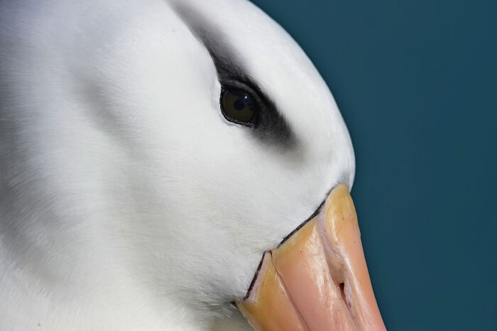 Audubon Photography Awards winner: a close-up of a Black-browed Albatross eye and beak, showcasing intricate bird details.