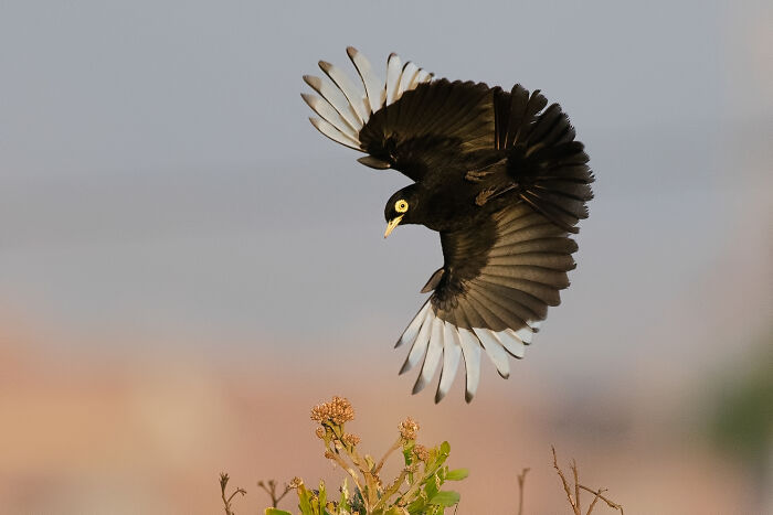 Audubon Photography Awards winner: a powerful yellow-eyed bird with black and white wings descends towards foliage.